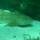 25- Requin-leopard 